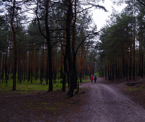 Rear view of two people far away on a road in a dark pine forest.
