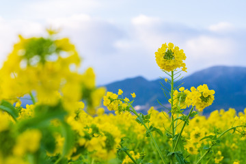 Obraz premium 菜の花畑