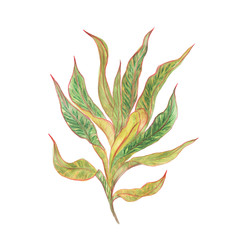 Watercolor painting tropical plant with leaves isolated on white. Design elements for wedding invitation greeting card.