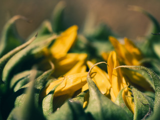 yellow flower