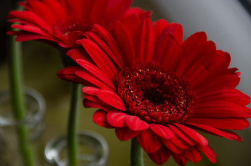 red gerbera flower