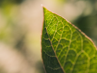 leaf on green background