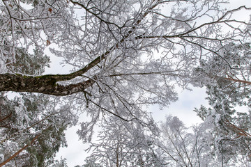 Forest trees covered in snow, view from below