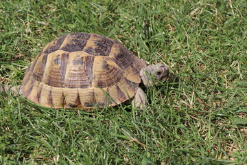 Turtle on the green grass