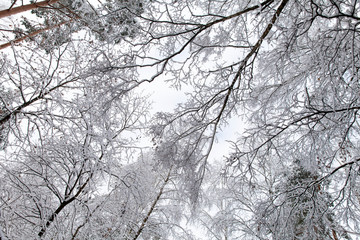 Obraz premium Forest trees covered in snow, view from below