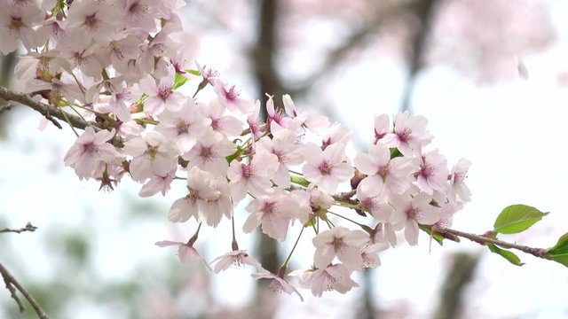 満開の桜 ソメイヨシノ 4K / Closeup of cherry blossoms, Sakura, Yoshino cherry