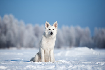 white german shepherd dog sitting outdoors in the snow