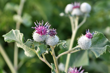 In the wildlife bloom burdock