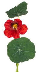 nasturtium flower isolated