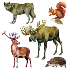 Watercolor illustration, set. Forest animals. Wolf, squirrel, elk, deer, hedgehog.