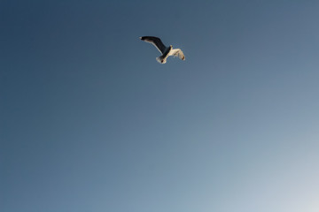 Eine Möwe bei blauem Himmel