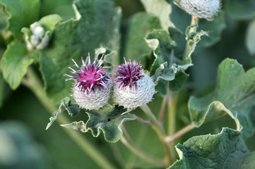 In the wildlife bloom burdock