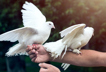 Two white doves on man's hand