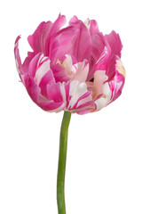 tulip flower isolated