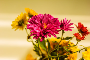  autumn asters