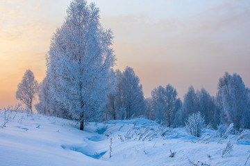 winter forest in the snow at sunset