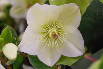 クリスマスローズ