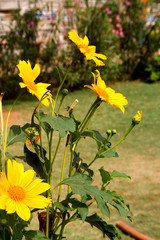 Yellow Cosmos Flowers and Buds