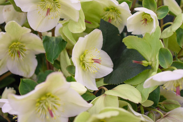 クリスマスローズ