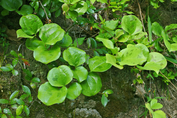 サルトリイバラ