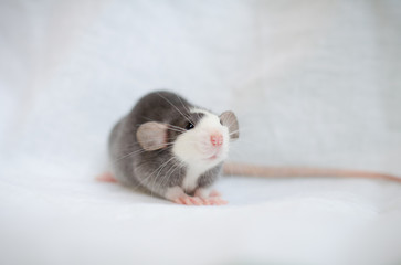 portrait of little young pet black husky rat on light blanket background