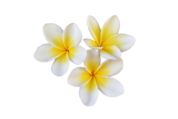 Fototapeta na wymiar frangipani flower on white background