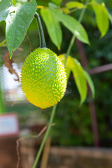 Fresh Gac fruits on the tree
