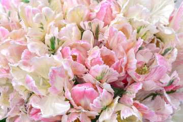 Close up of elegant bouquet of white pink tulips. Spring flower background