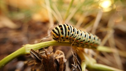 Autumn caterpillar walking and eating.