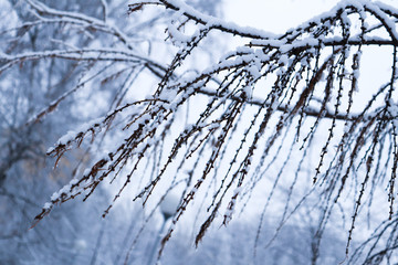 branches covered with snow
