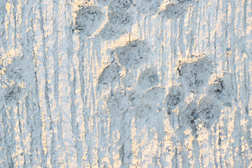 Dog paw footprints on fresh cement