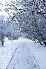road in winter forest