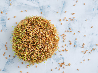 Sprouted wheat seeds on a light background. Grains of wheat are scattered on the background. Top view, copy space, natural light. Horizontal layout. Vegetarian healthy food.