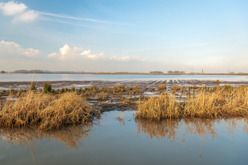 Mirror smooth water surface in Dutch National Park Biesbosch
