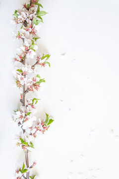 Beautiful sakura twig with blossom on a white background. Copy space, vertical picture