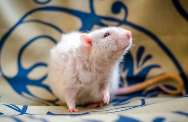 portrait of fluffy cute pet beige rat on blanket background