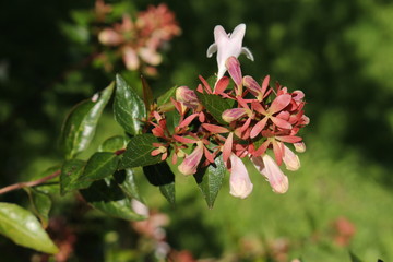 Hybrid 