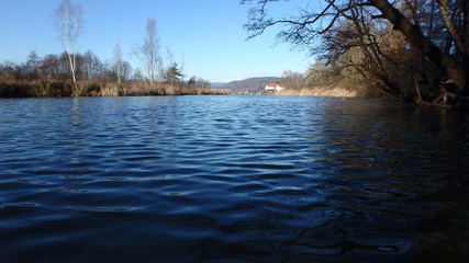 tree on lake