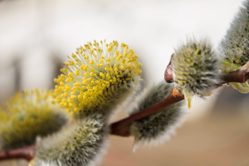 Willow branches  in the spring. Symbol of Easter in some countries