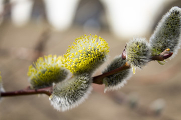 Willow branches  in the spring. Symbol of Easter in some countries