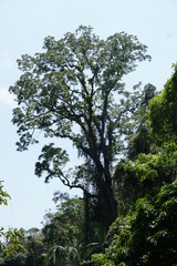 Baum im Regenwald