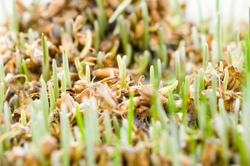 real organic green wheat