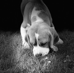 black & white portrait of a beagle puppy