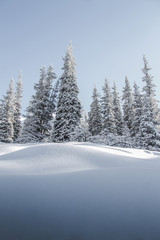 Fototapeta premium mountain forest lake 