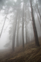 Obraz premium mountain forest lake 