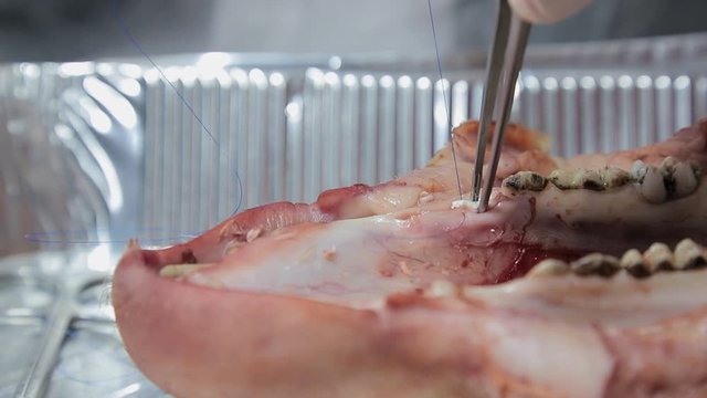 Dentist Intern learns from the layout of the pig's jaw close up setting imlpantantu and sewing Deni tooth with thread and tools