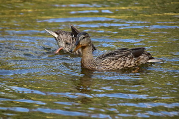 Ducks