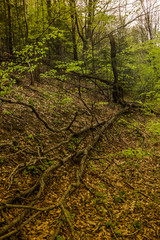 fallen tree in the forest