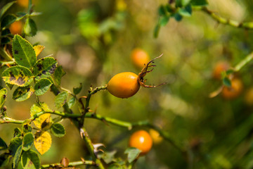 a dogrose berries