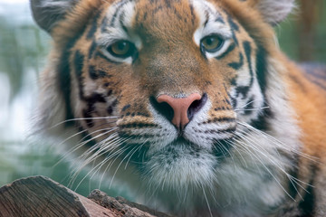 Amur tiger resting on a tree closeup